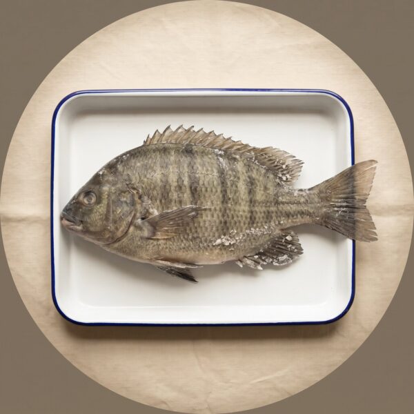 Kariba bream as it arrives